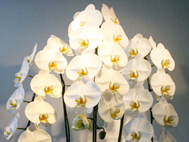 1.�u�Ӓ����v