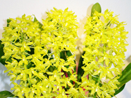 2.�u�G�߂̗��v