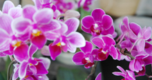 Orchids�b���̉� Q&A