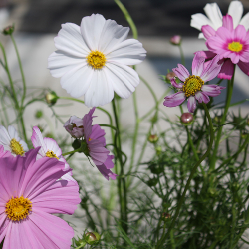 �����̃I�X�X���u���ǂ��v